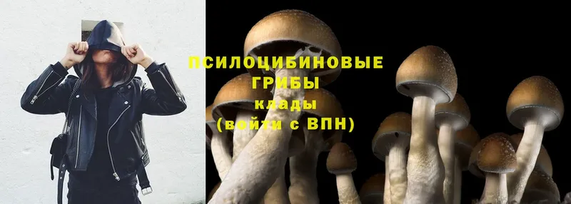 Галлюциногенные грибы Psilocybe  купить наркоту  KRAKEN ТОР  Урюпинск 